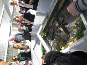 The Western Swamp Tortoise enclosure