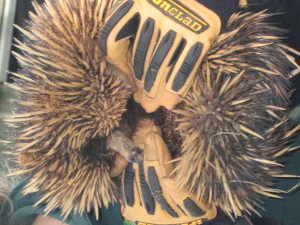 The close encounter with a Short-beaked Echidna
